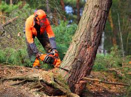 How Our Tree Care Process Works  in  Monongahela, PA