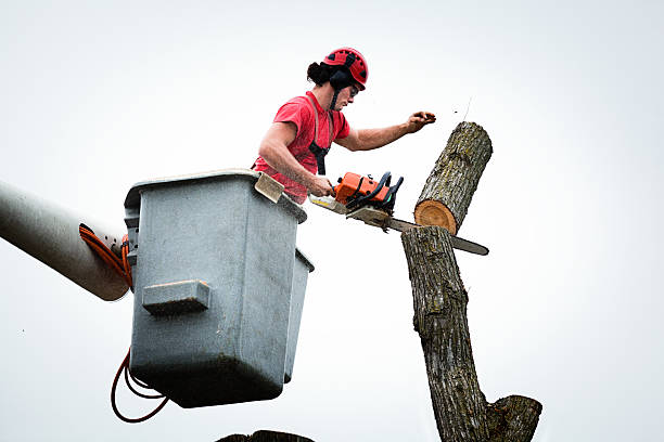 How Our Tree Care Process Works  in  Monongahela, PA