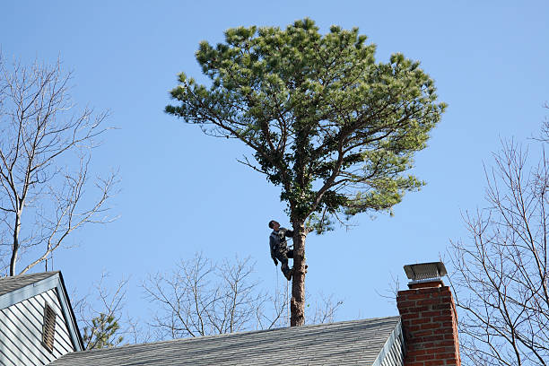 Reliable Monongahela, PA Tree Care Solutions